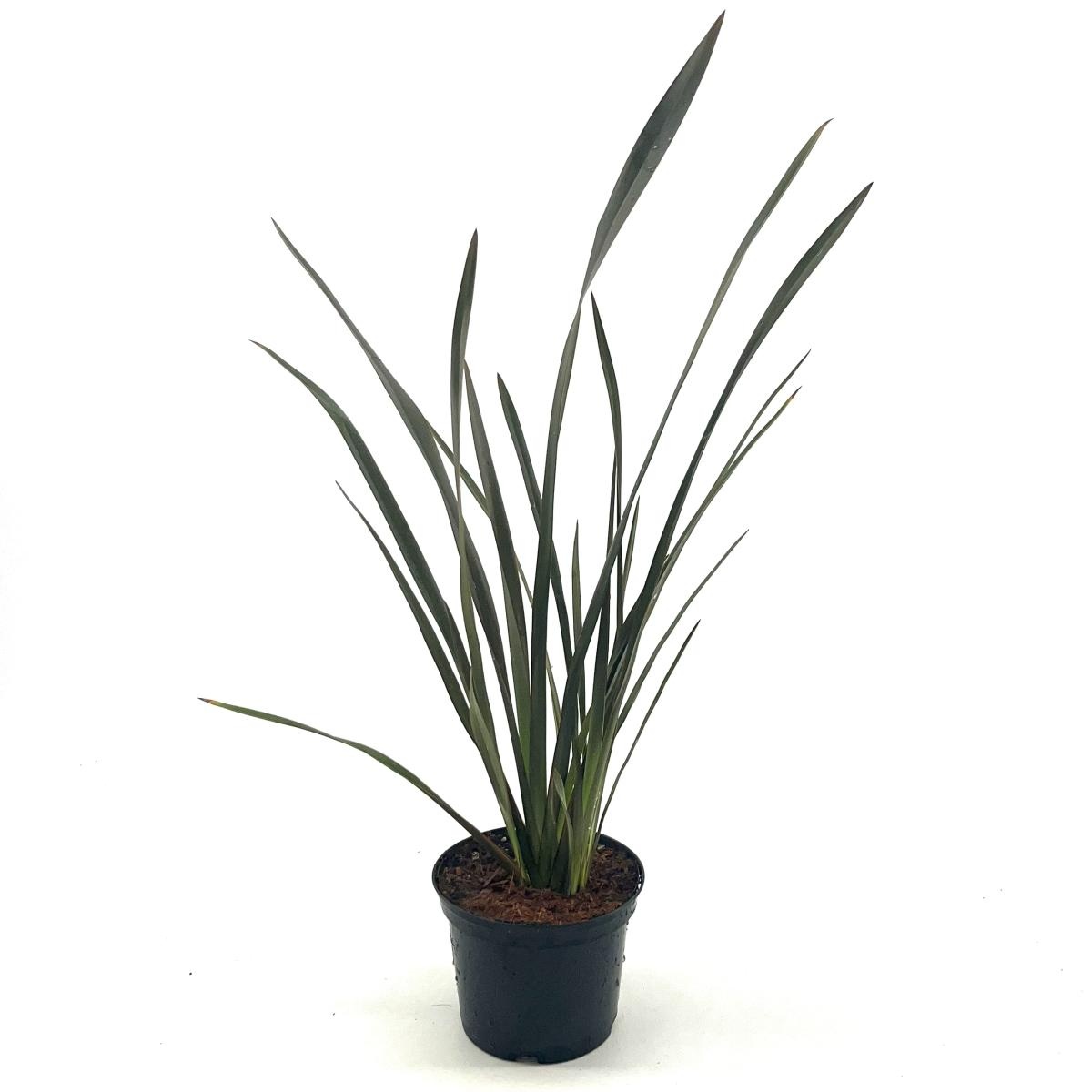 Phormium 'Bronze Baby', D 17