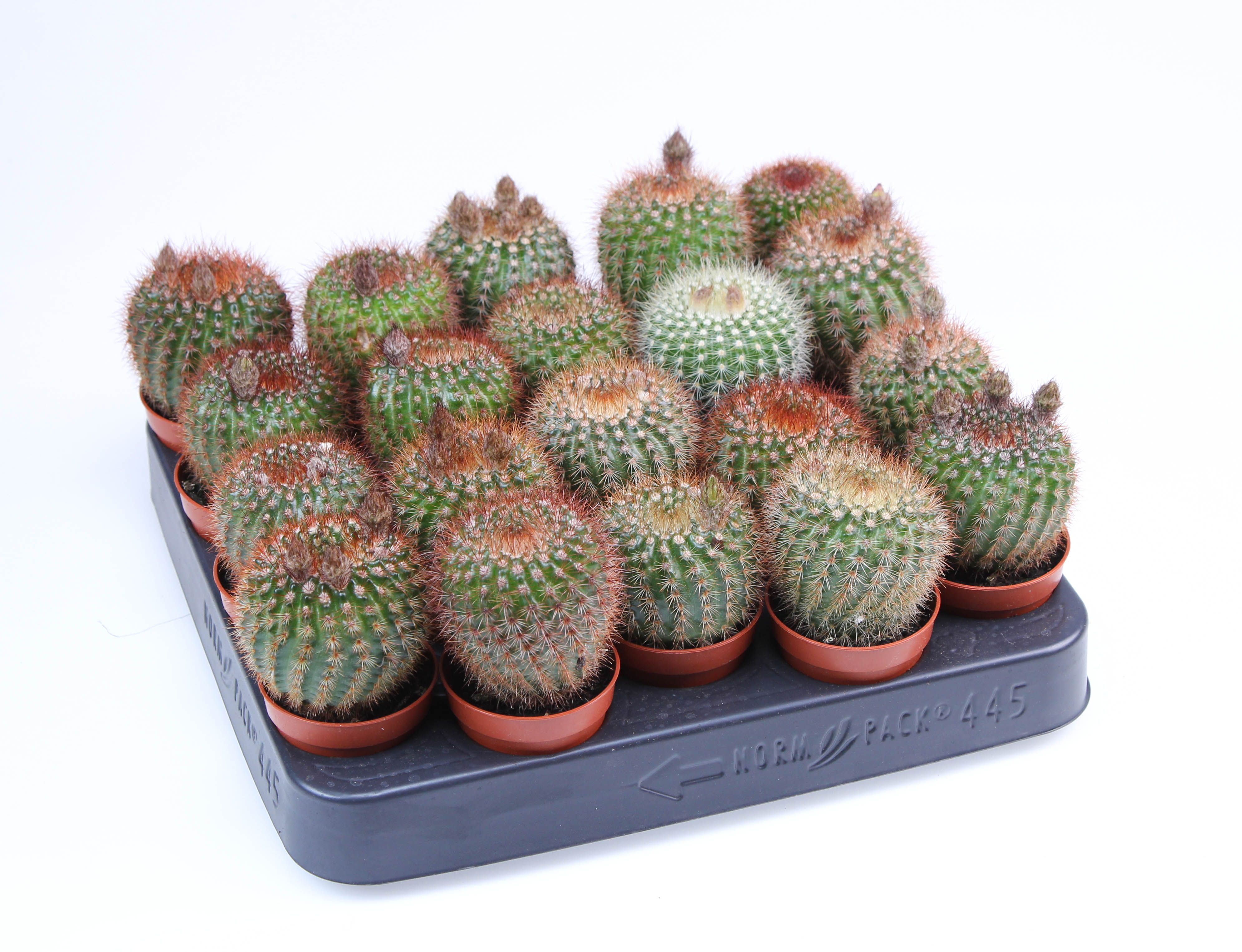 Notocactus van vlietii, D 5,5