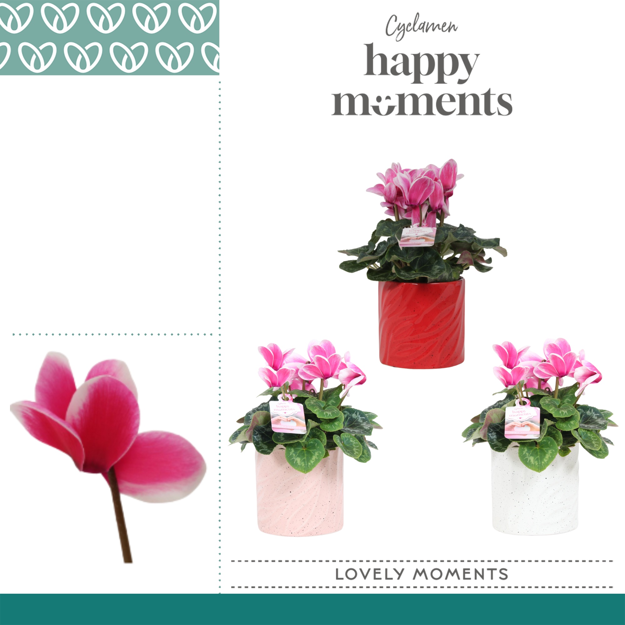 Cyclaam Lovely Moments in Ompot Yara, D 12