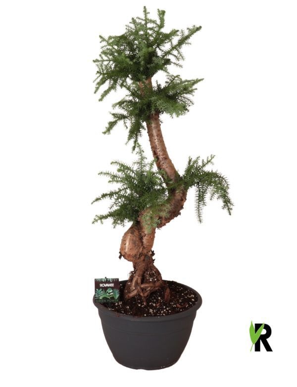 Araucaria bidwillii bonsai, D 30