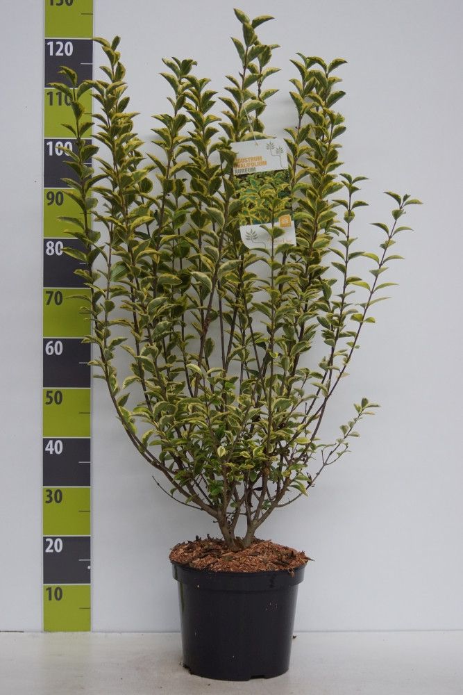 Ligustrum ovalifolium 'Aureum' C 7,5, D 27