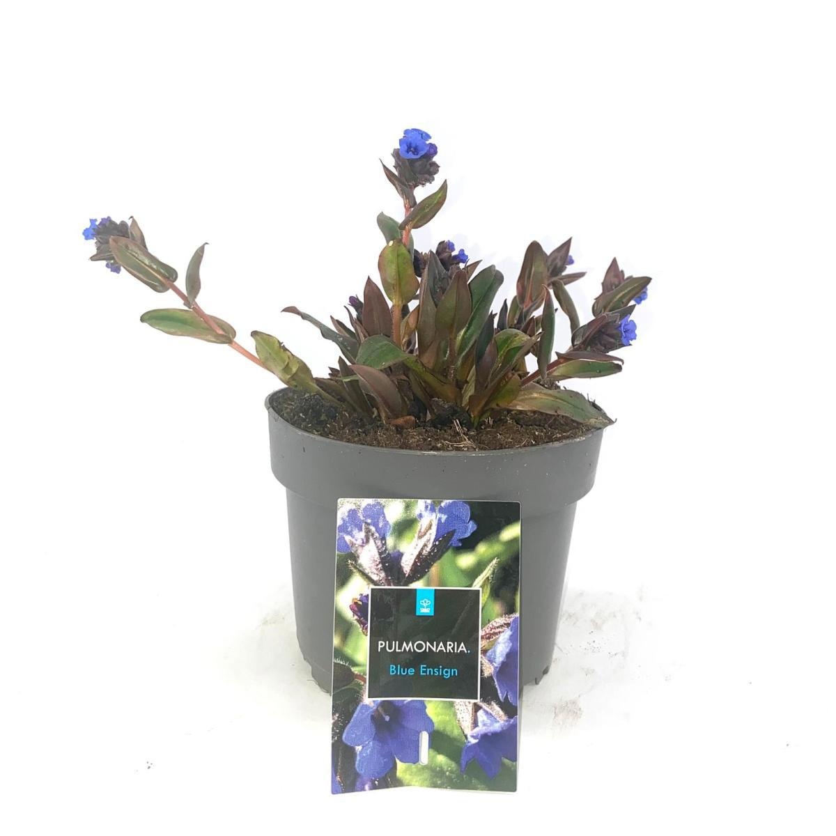 Pulmonaria 'Blue Ensign', D 17