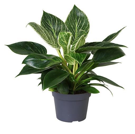 PHILODENDRON-HYBRID 'WHITE MEASURE', D 11
