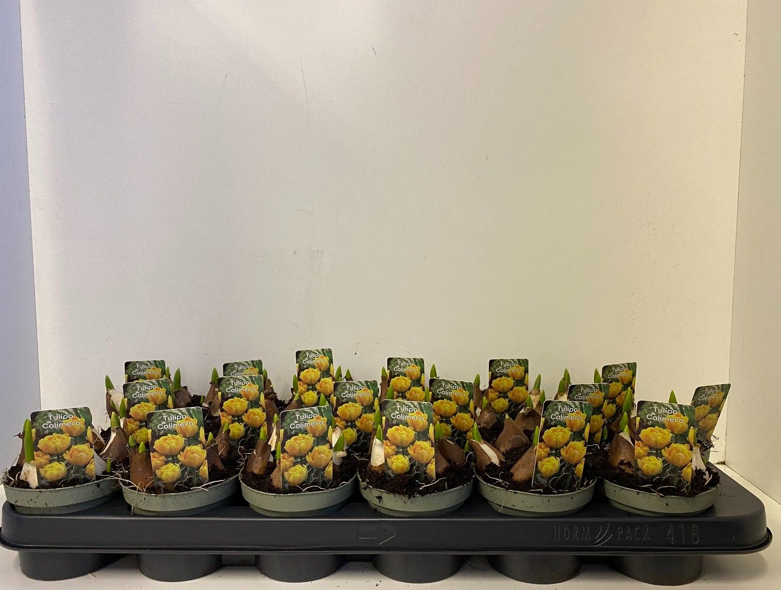 tulp Calimero in olijfgroene pot, D 9