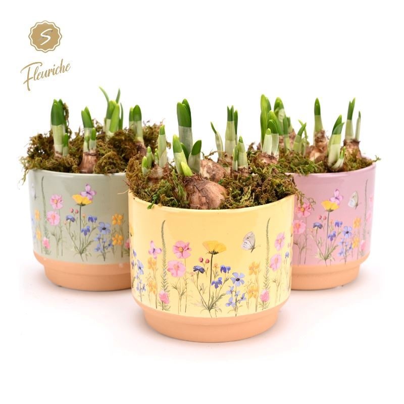 (3640) Narcissus Blooming Print [L] 3PP Mos, D 15