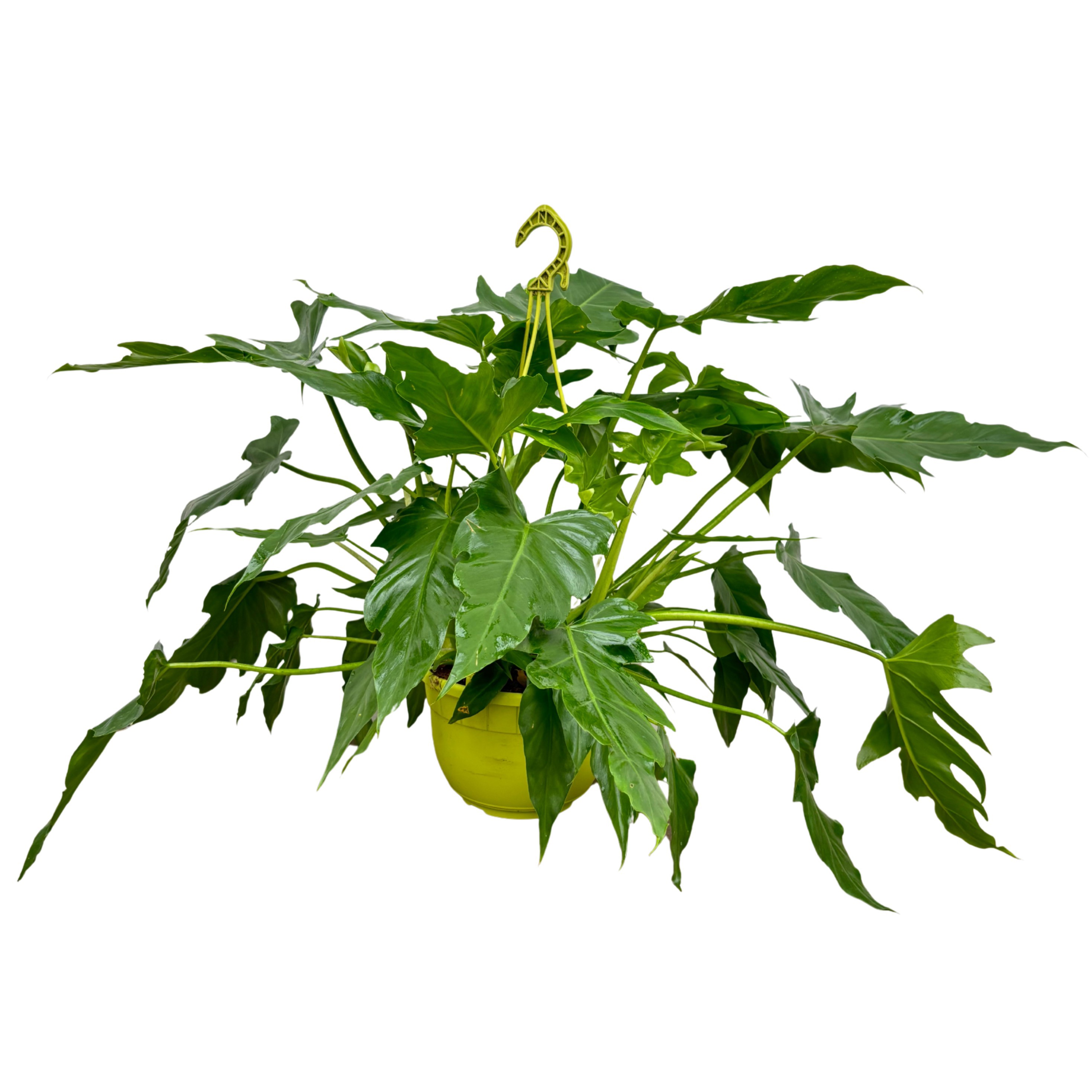 Philodendron Selloum hanging pot - 60cm, D 19