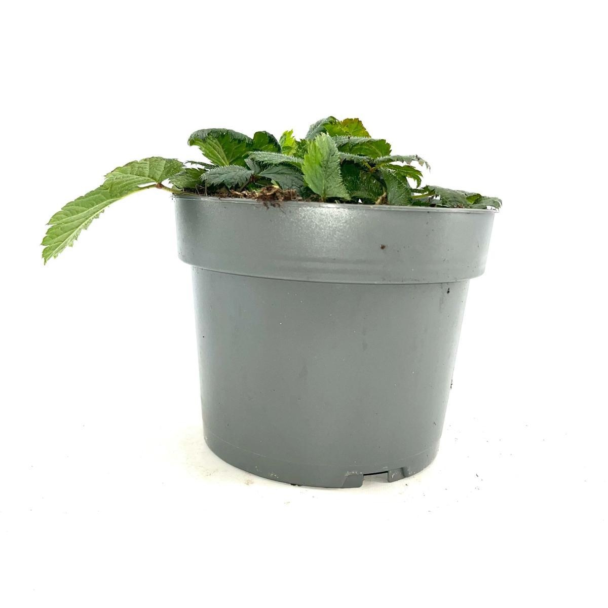 Astilbe c. 'Pumila', D 17