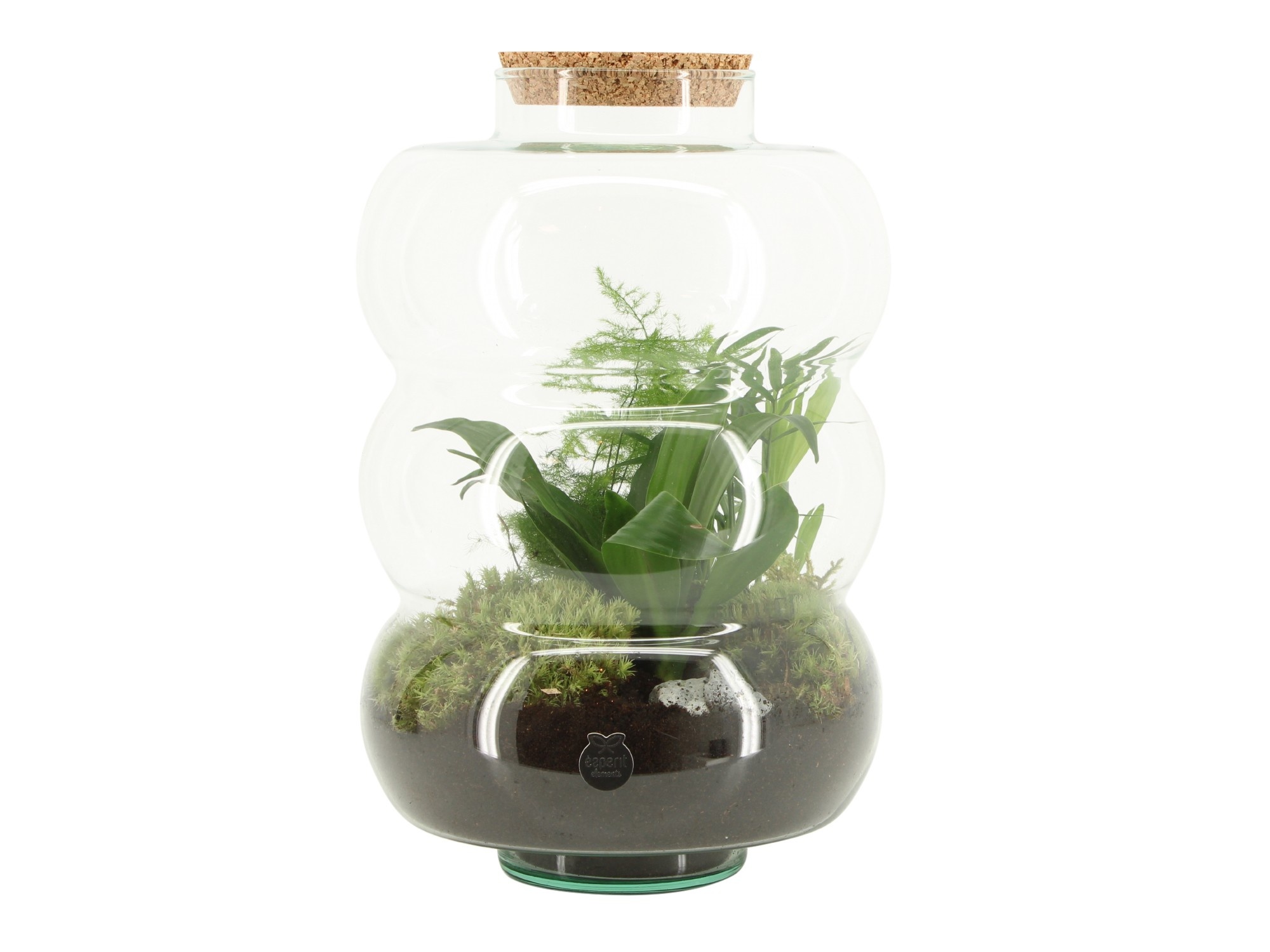 90585: Terrarium arrangement, D 21