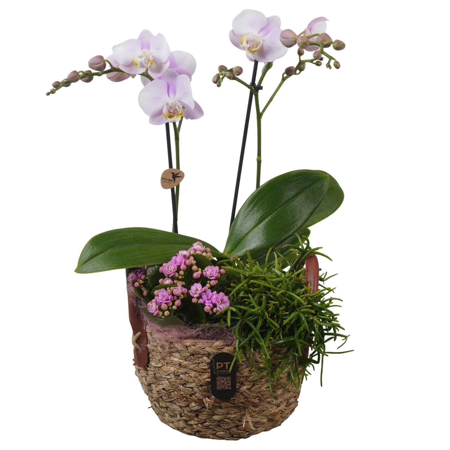 PTIB5244 Arrangement Indoor in rieten mand, D 17