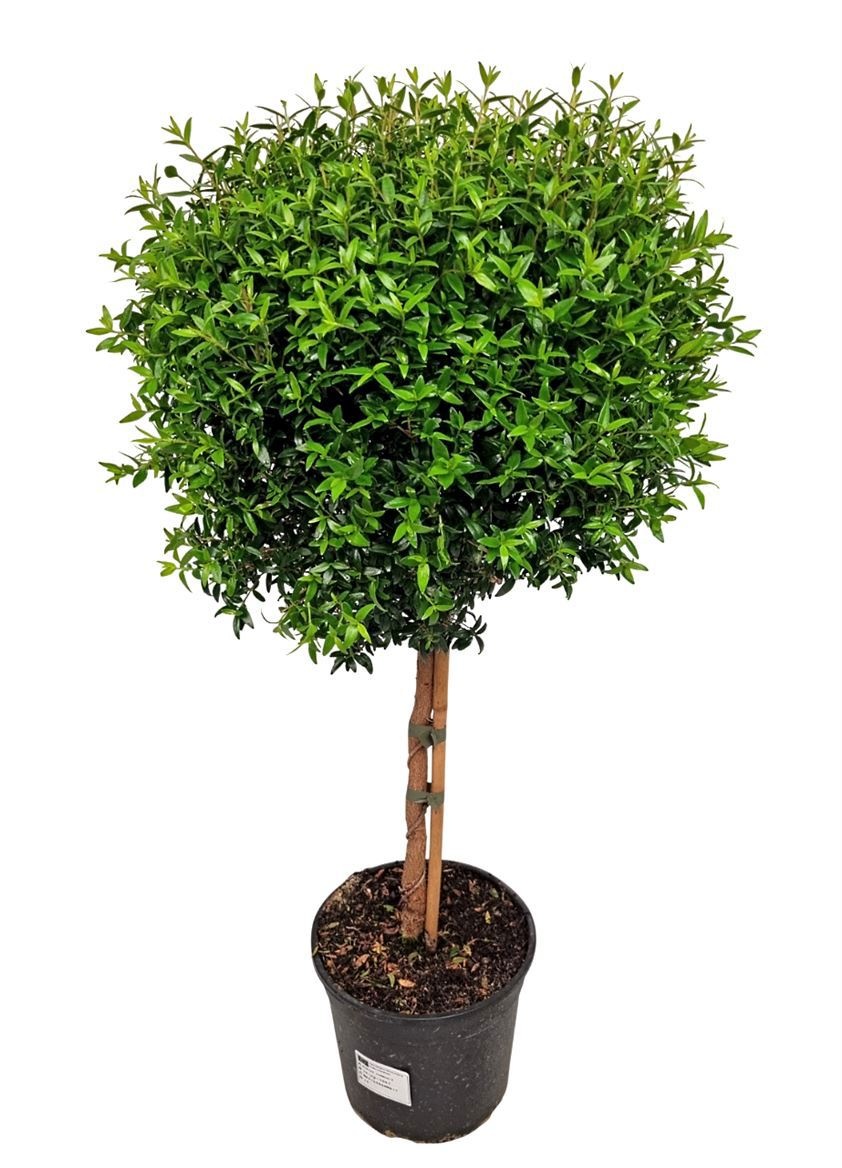 Myrtus Communis Stem - 1091, D 17