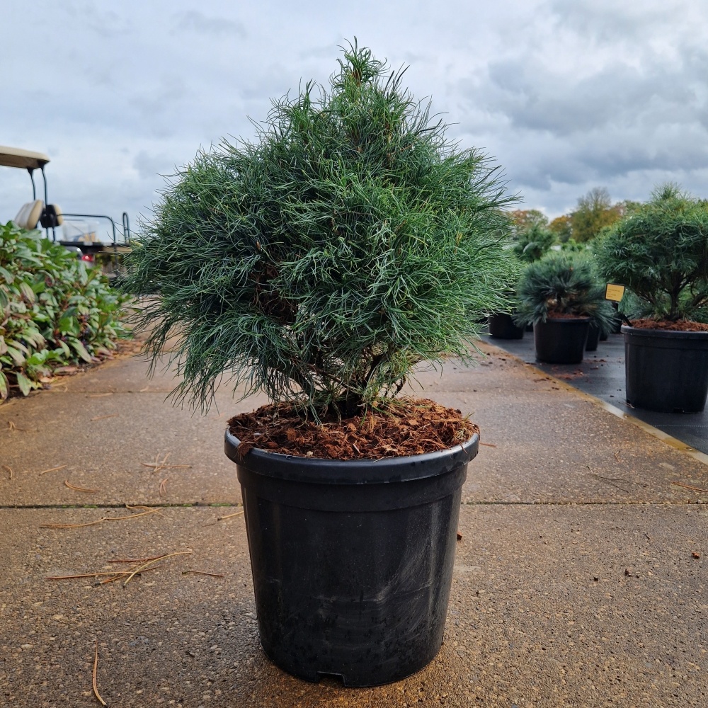 Pinus strobus 'Green Twist', D 32 cm