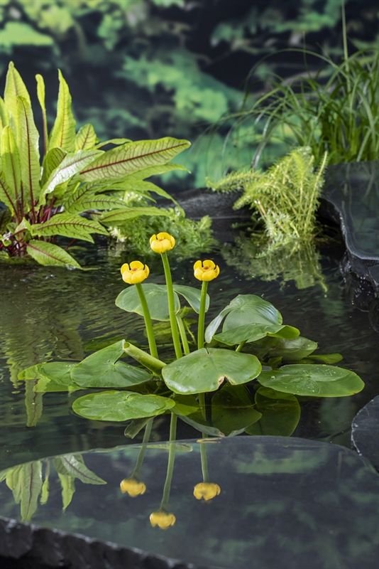 Nuphar Lutea (3L.), D 18
