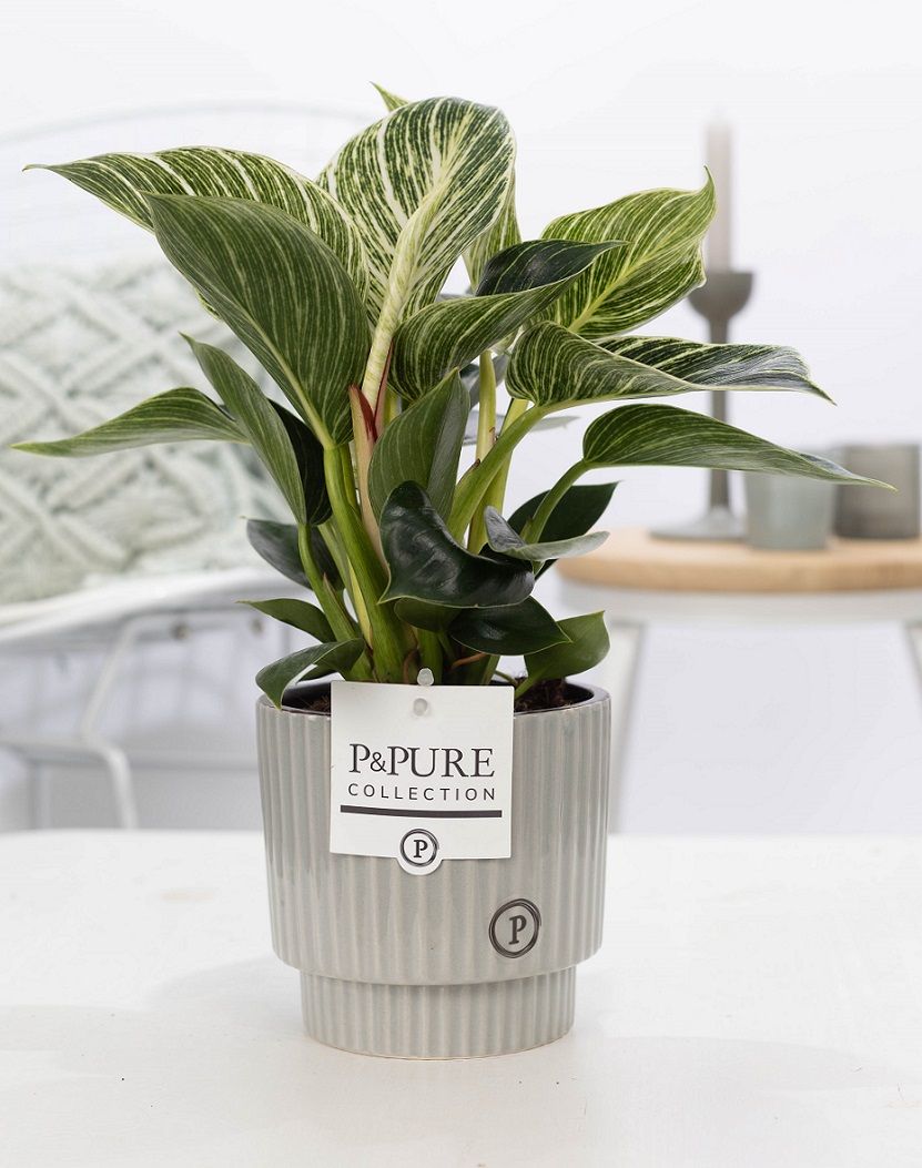 Philodendron White Wave in P&PURE Ivy ceramics shiny white, D 12