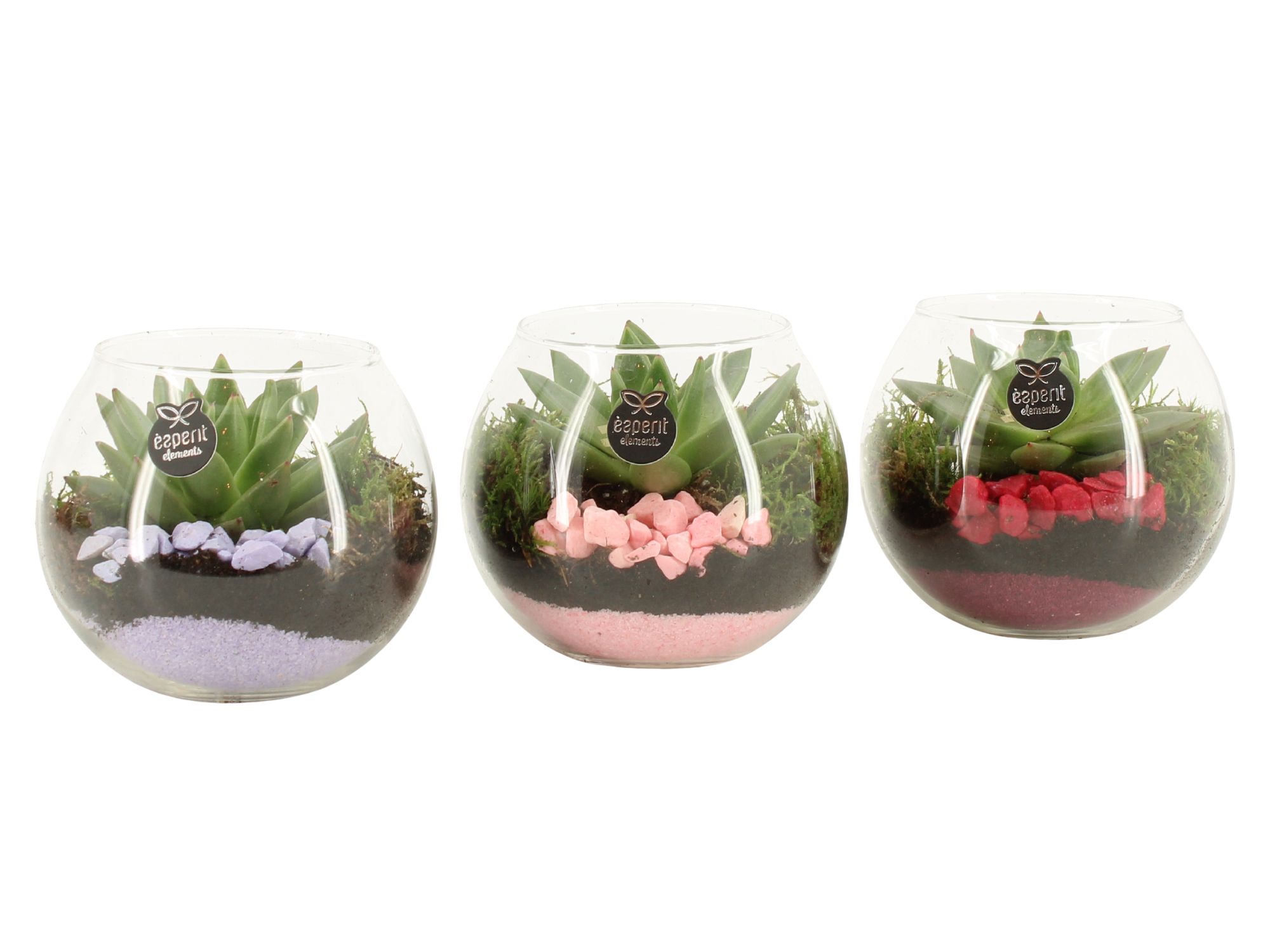 21864: Lovess arrangement, D 12