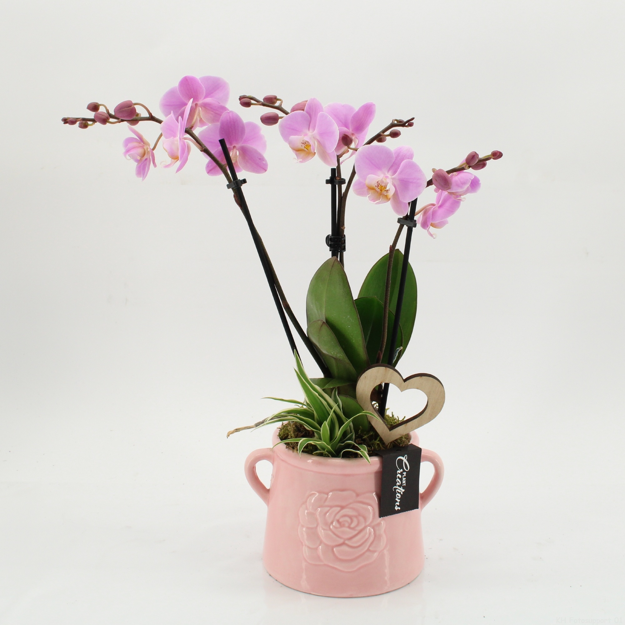 PHALRM-2605RZ Romantic Phalaenopsis, D 16