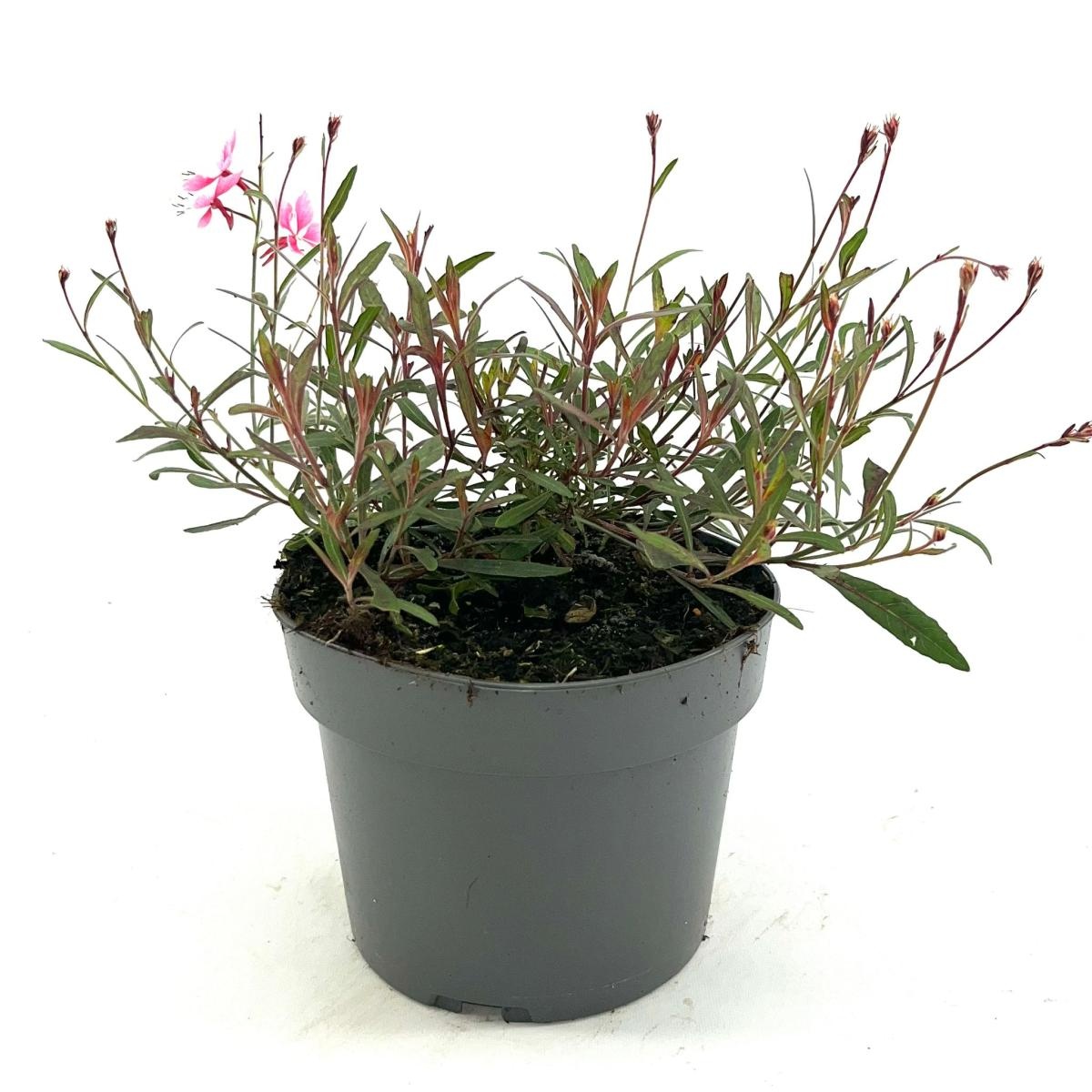 Gaura l. 'Siskiyou Pink', D 17