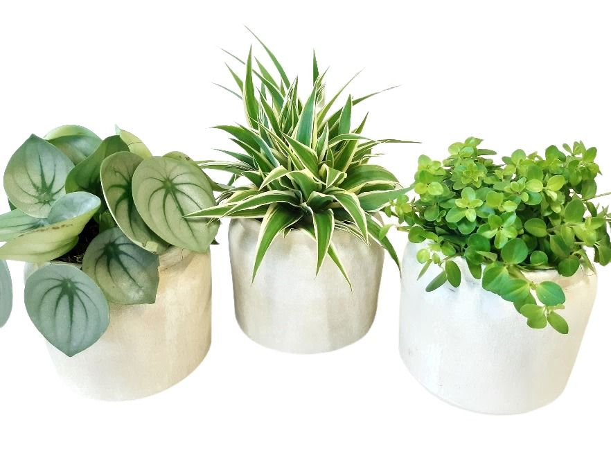 RWP16WGEM Rude White Pot Peperomia, Chlorophytum, D 16