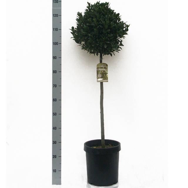 Laurus nobilis 'Bay Junior' Speciaal - Vlaamse Laurier Europees Erkend, D 27
