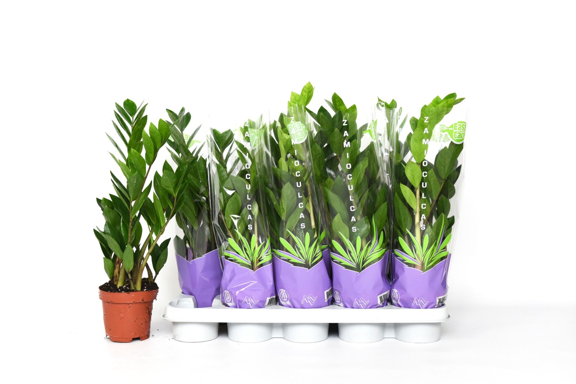 Zamioculcas 50, D 12