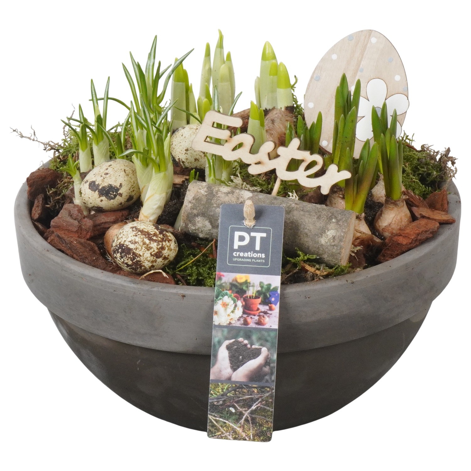 PTBMP5710 Arrangement Easter Bulbs Mix in terracotta schaal, D 23