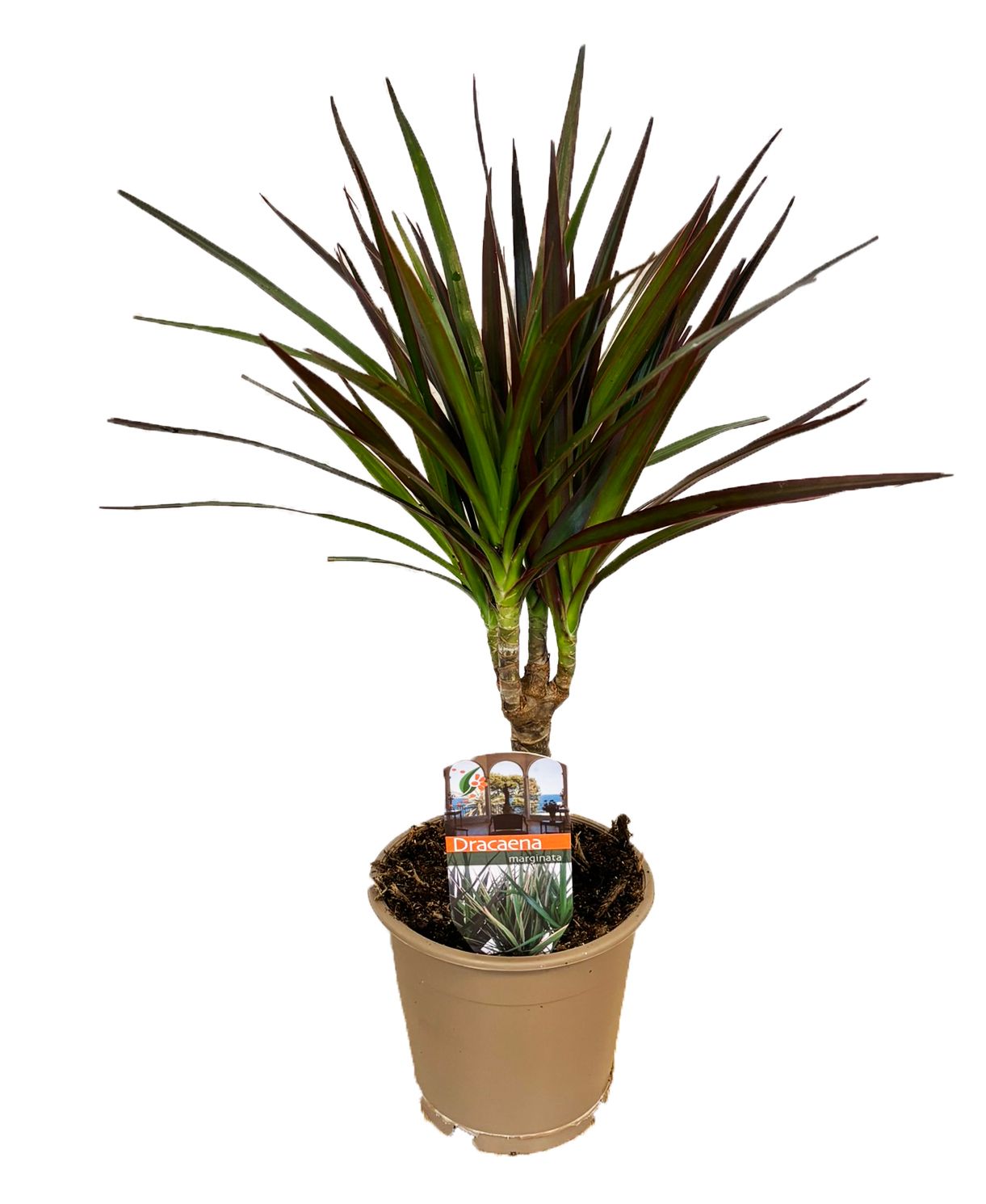 Dracaena marginata Magenta, D 12