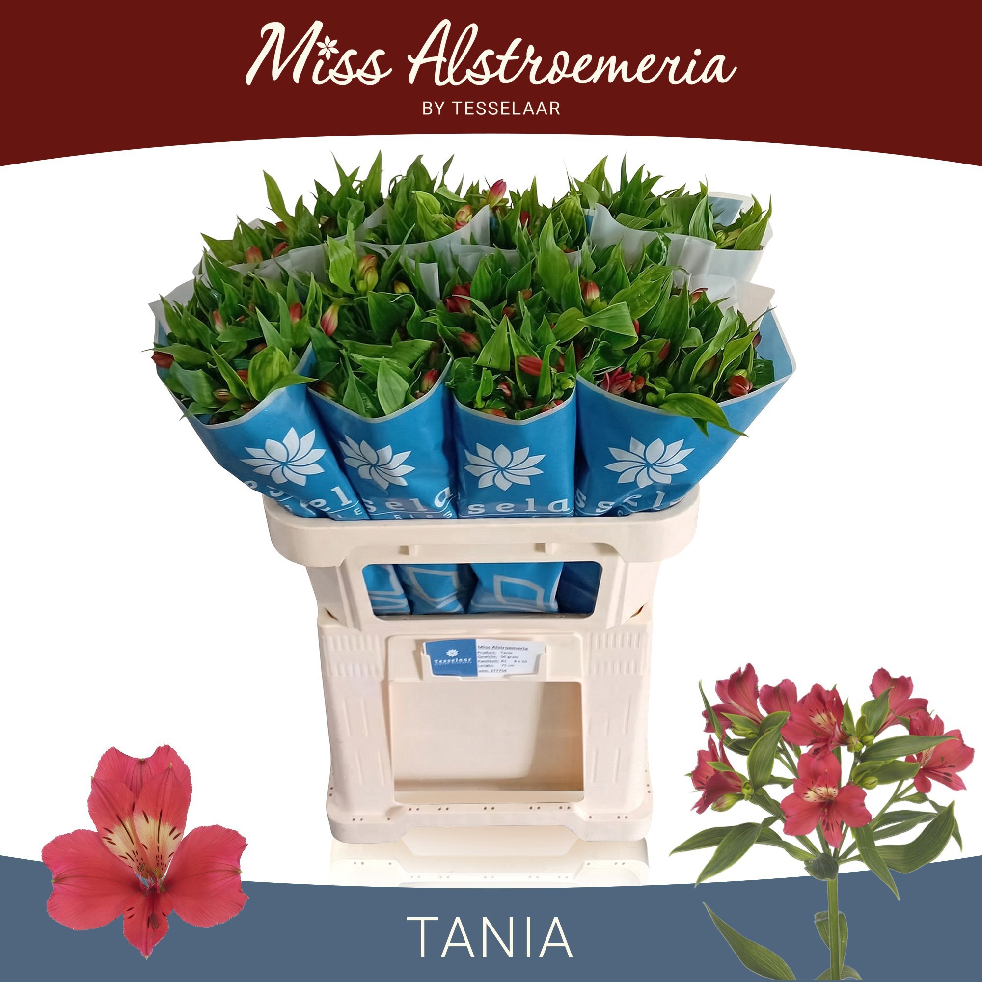 Альстромерия Таня (красн.), шт.