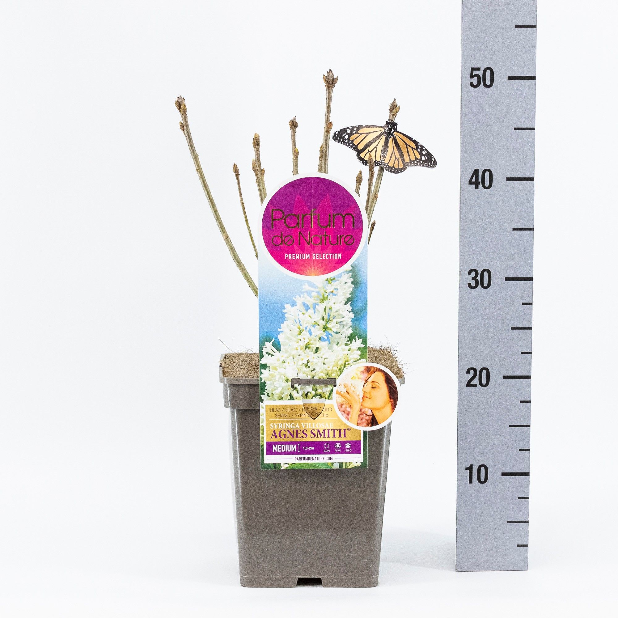 Syringa Agnes Smith, 'Premium Selection', C5, D 23