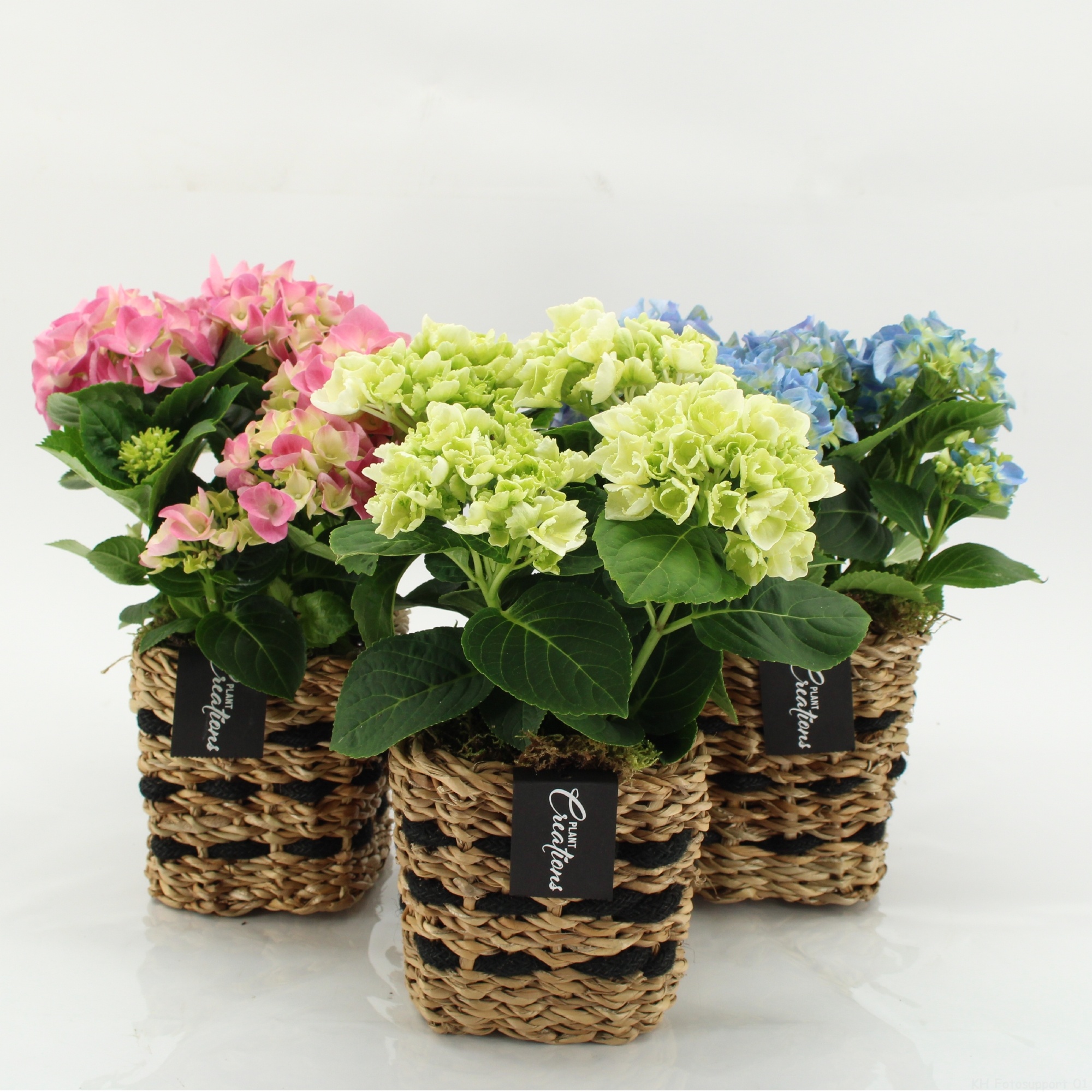 KHCR-2603M Hydrangea creations, D 12