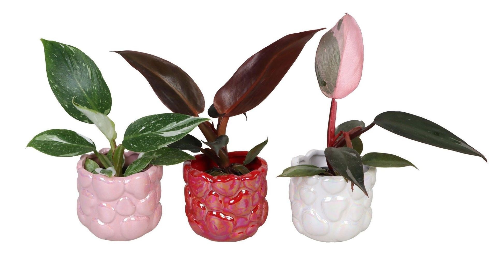 L 66712 with Philodendron Mix 6 cm, D 6