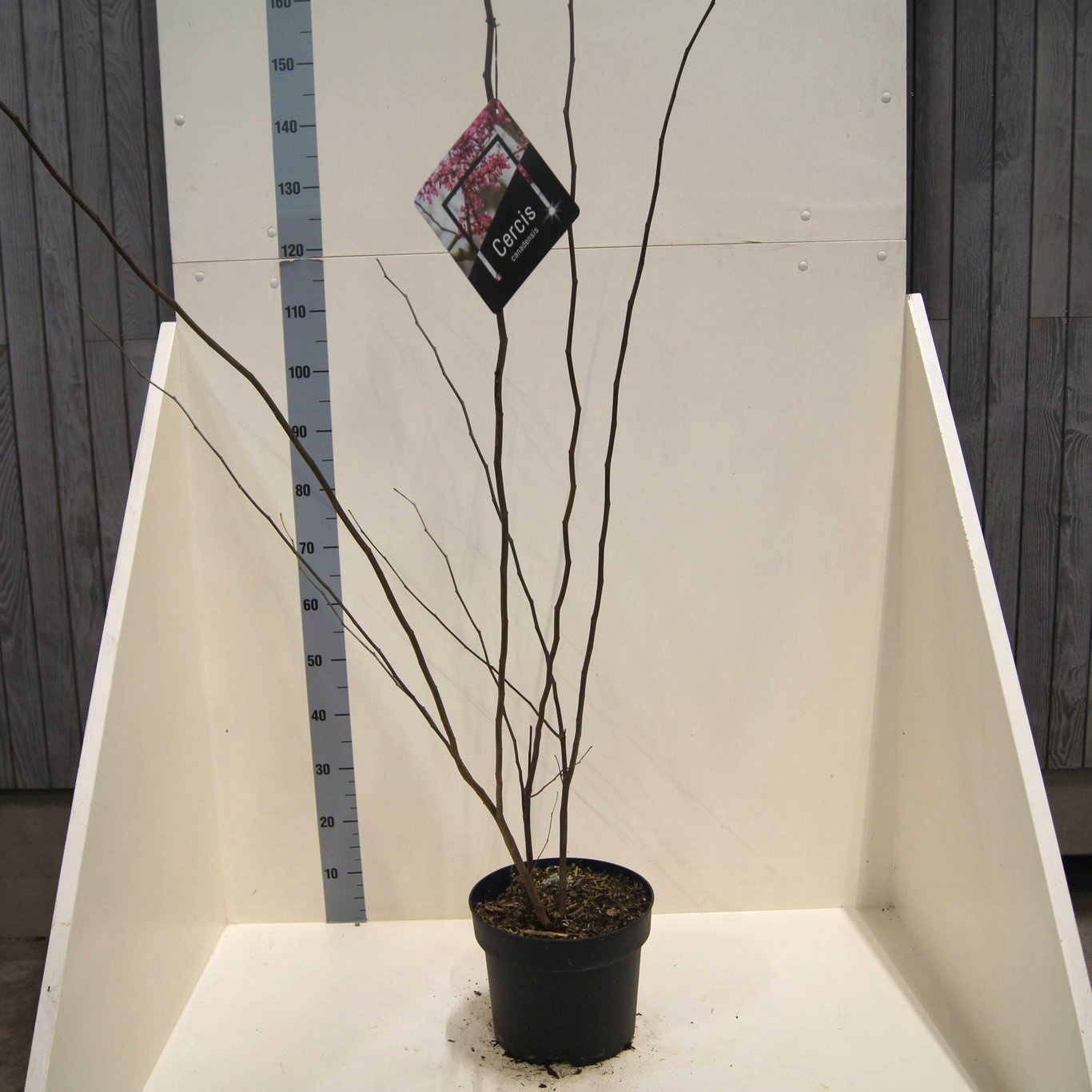 Cercis canadensis, D 28