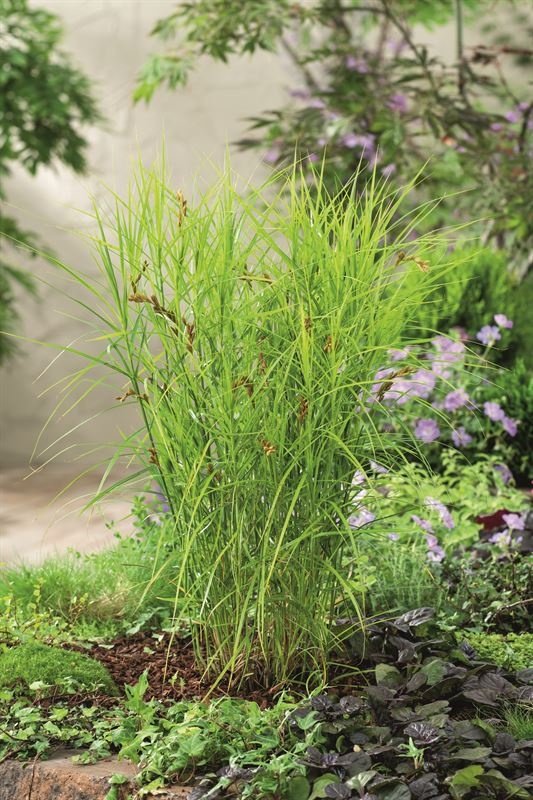 Carex muskingumensis (18x18), D 18