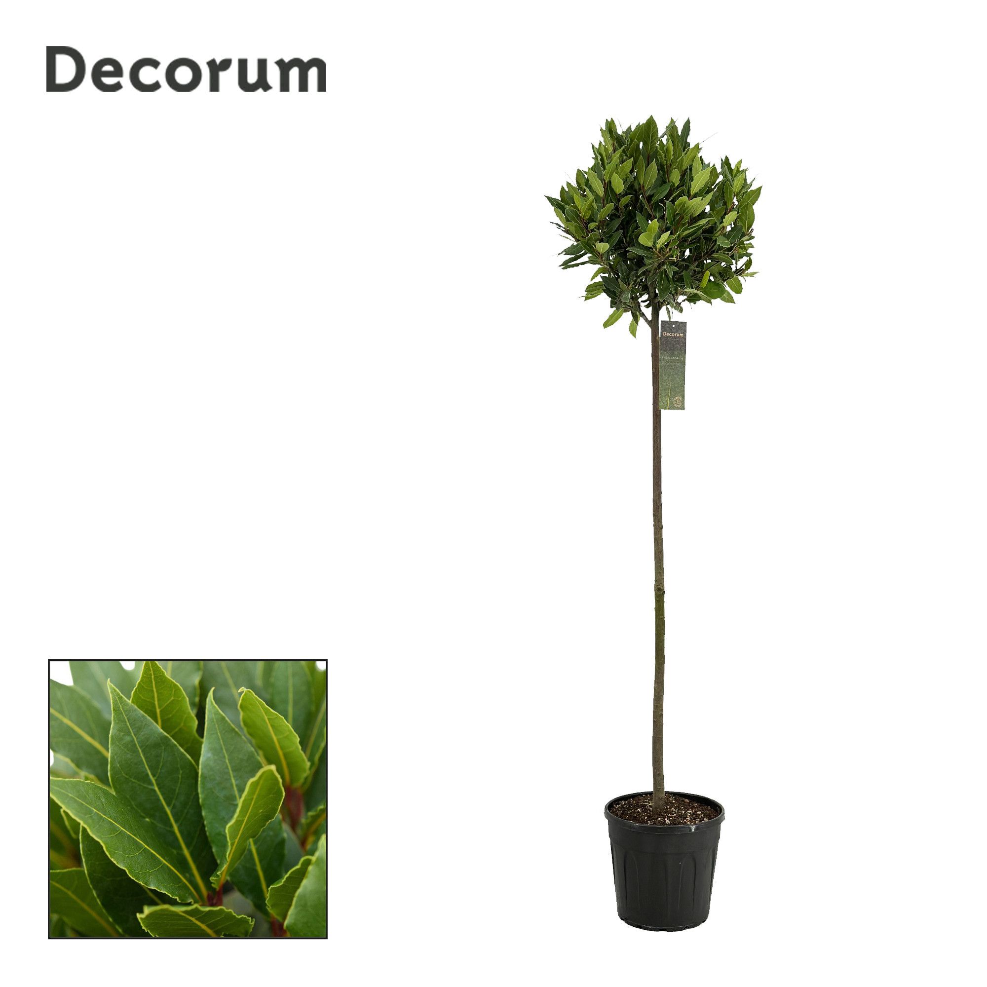 Laurus nobilis Bol op stam, D 25