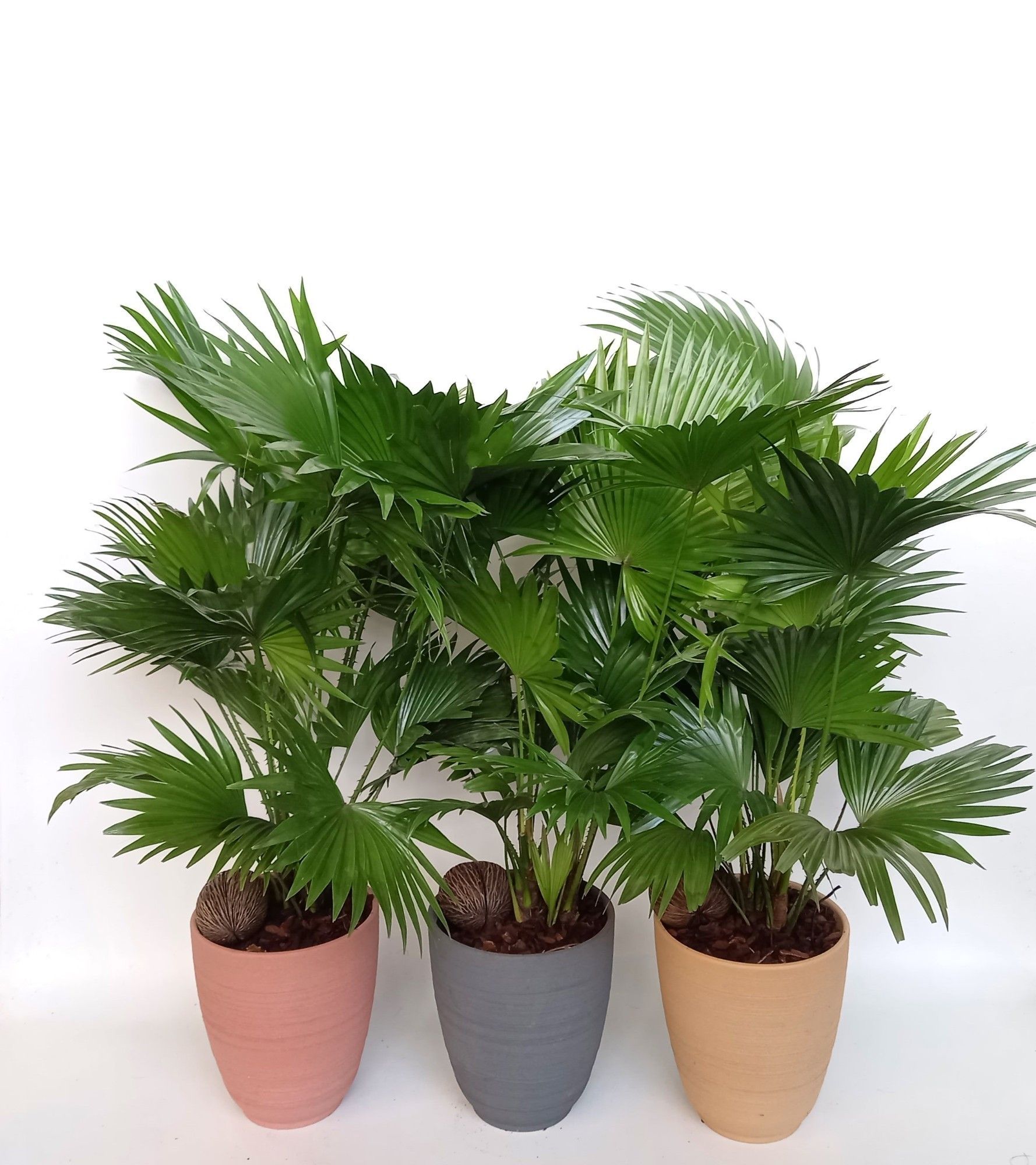 Livistona in Parijs mix, D 18