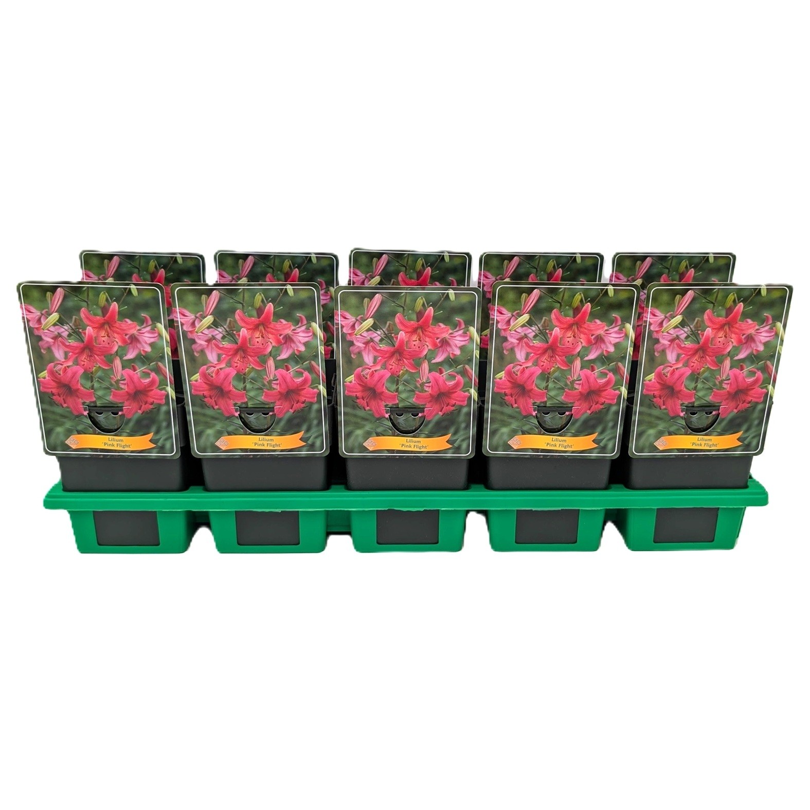 Lilium 'Pink Flight' P11, D 11