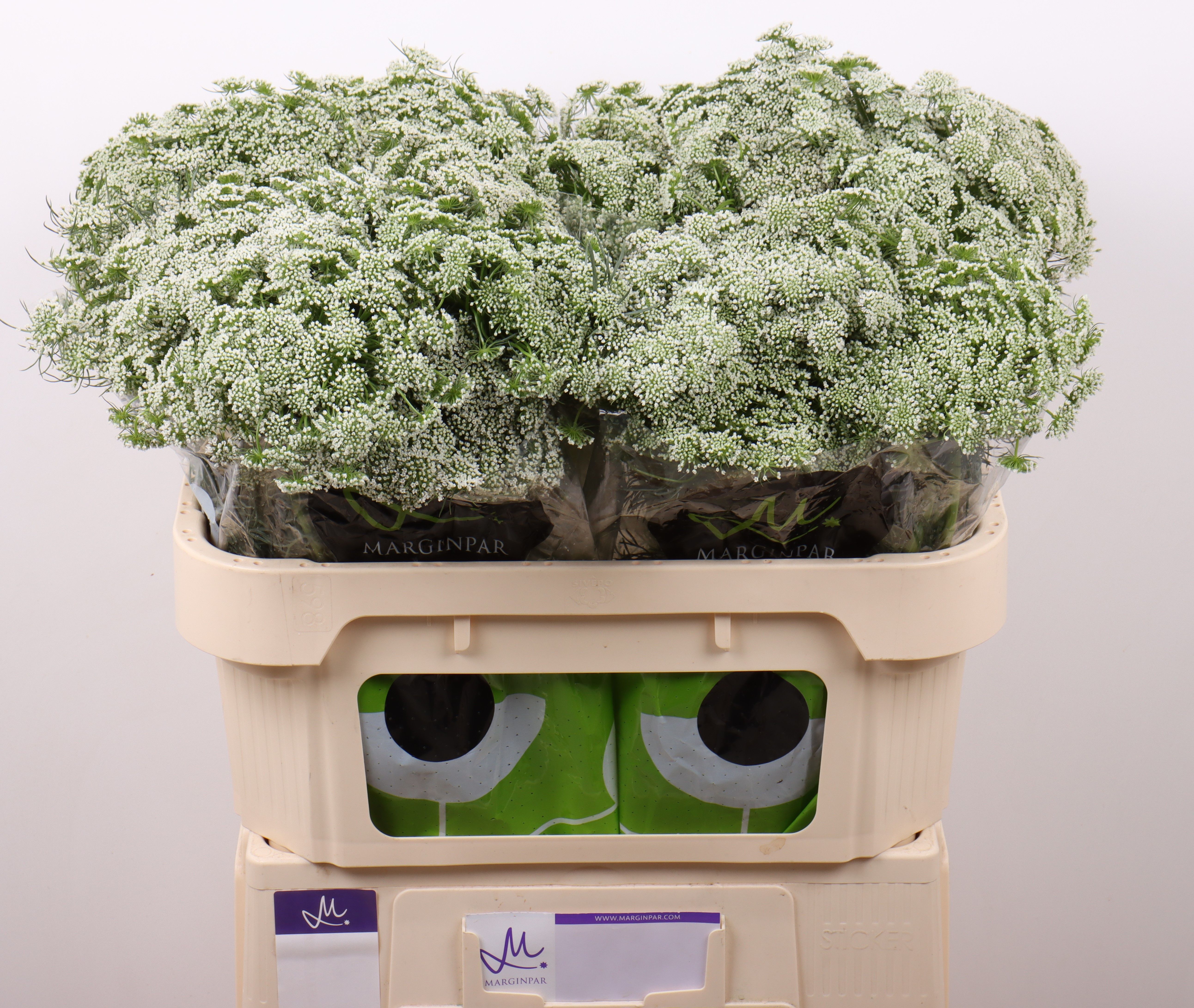 Амми Виснага Касабланка 70 (бел.), шт.