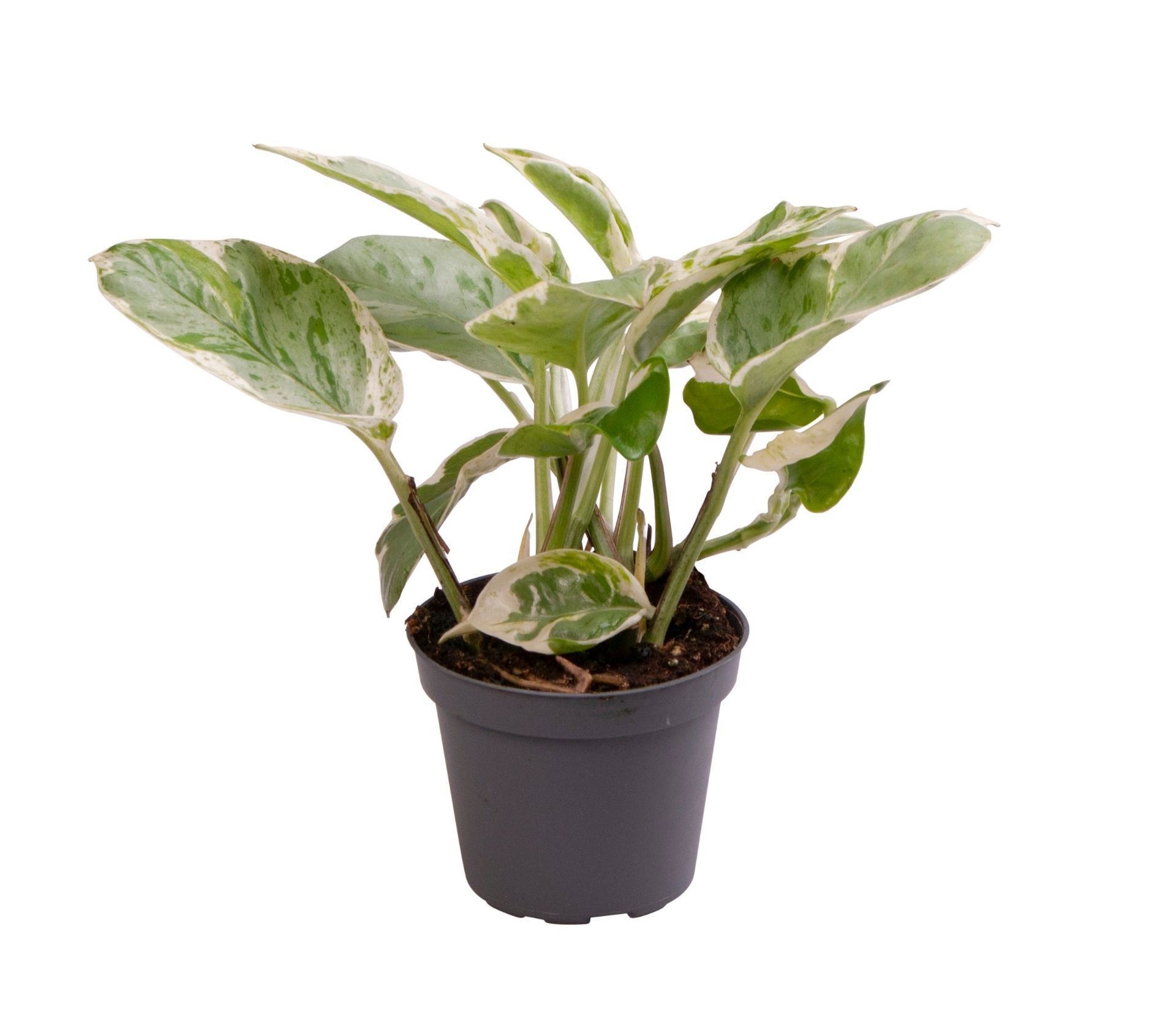 Epipremnum Aureum Njoy� 6 cm, D 6