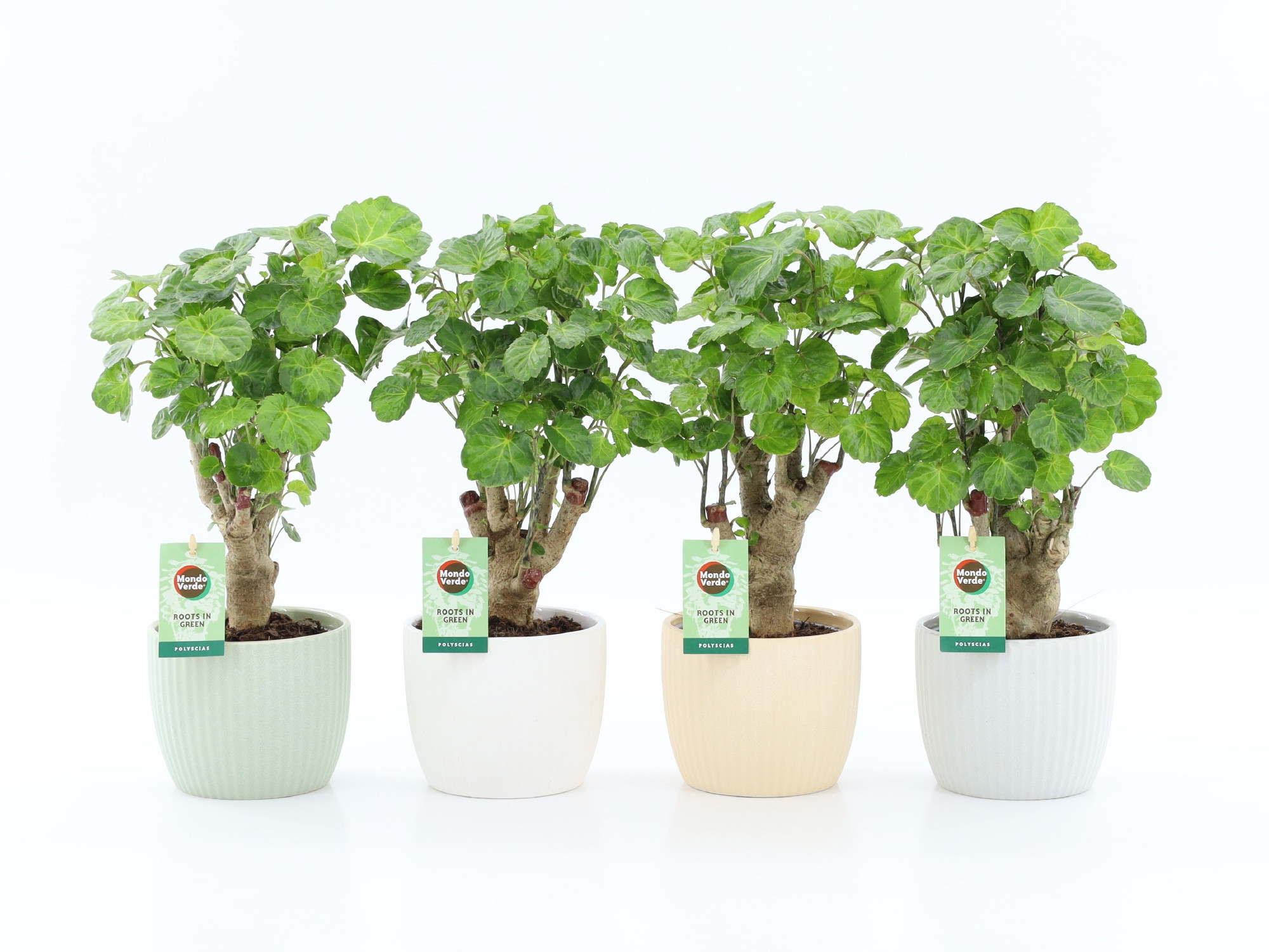 Polyscias Green Lemon in New Sandy Keramiek, D 13