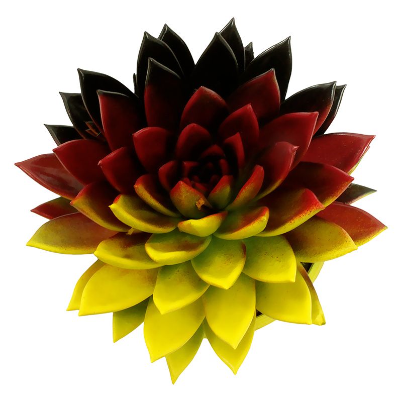 Miranda coloured flag Germany, D 12