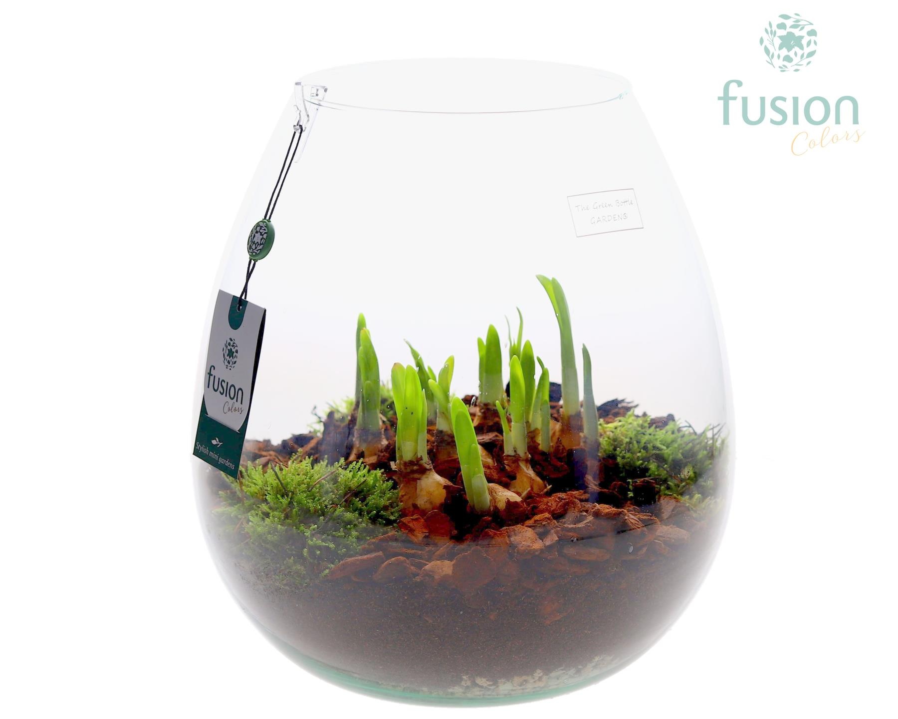 Green Bottle Abby XLarge met Narcis, D 29