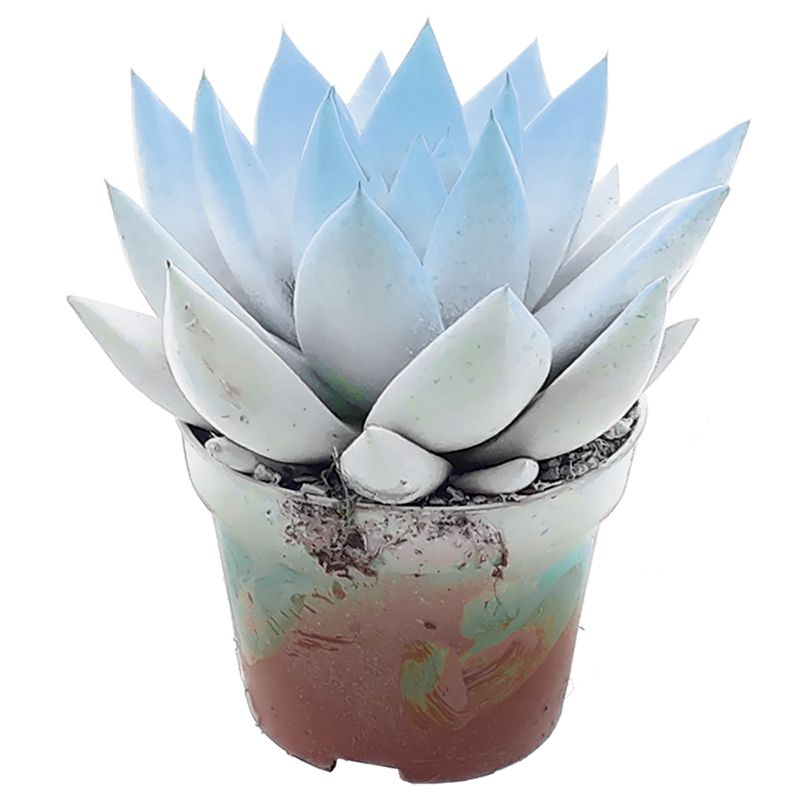 Miranda bicoloured white/pastel blue, D 6