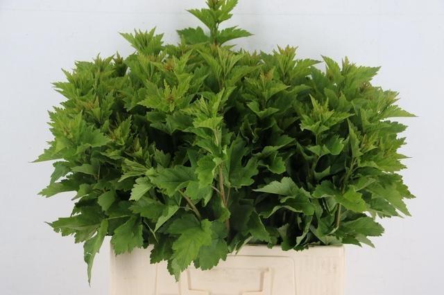 Физокарпус Диаболо 60, шт.