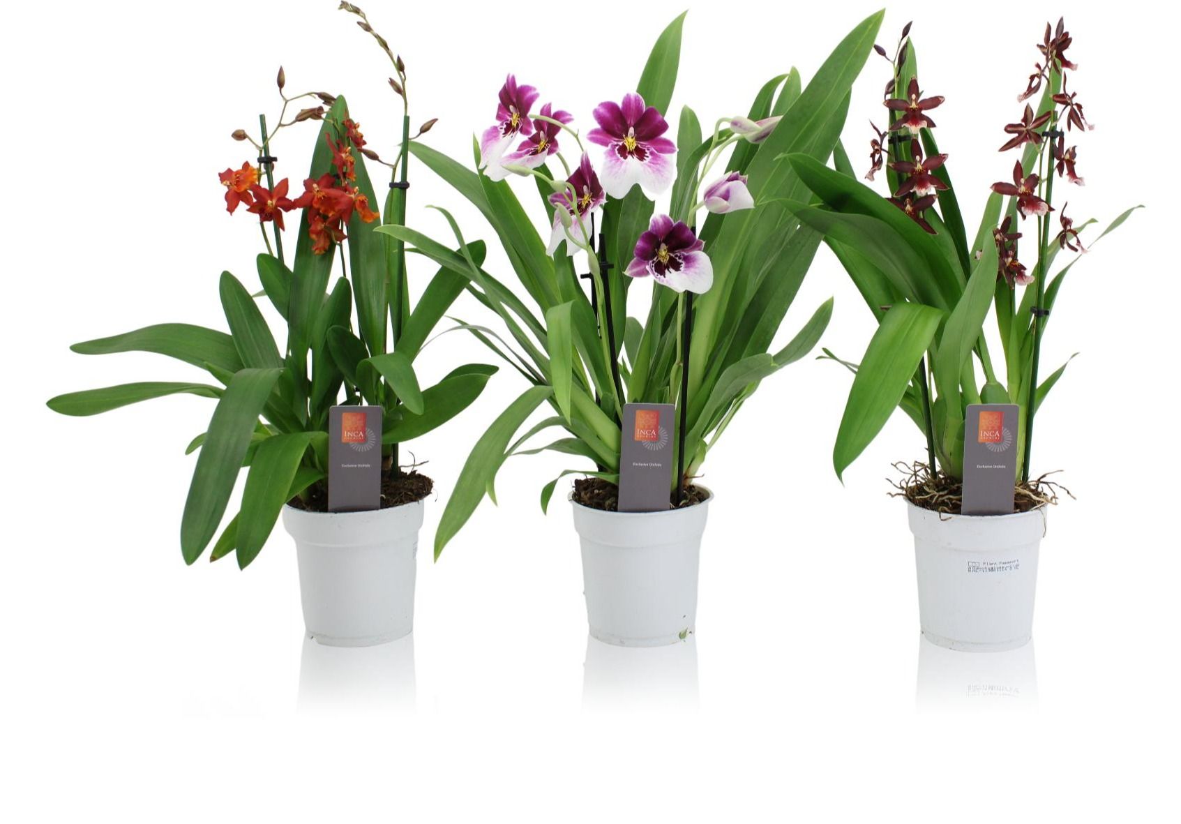 Inca Orchid mix 2-3 spike, D 12