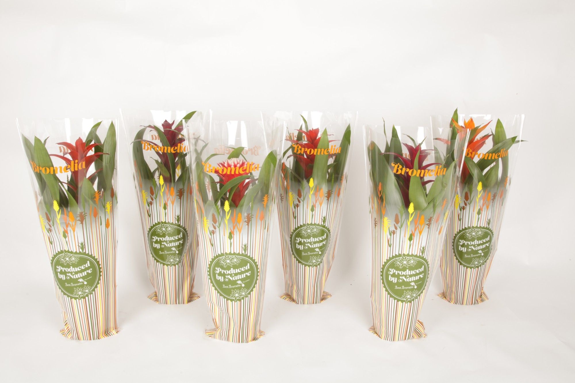 Guzmania herfst mix in hoes Autumn, D 12