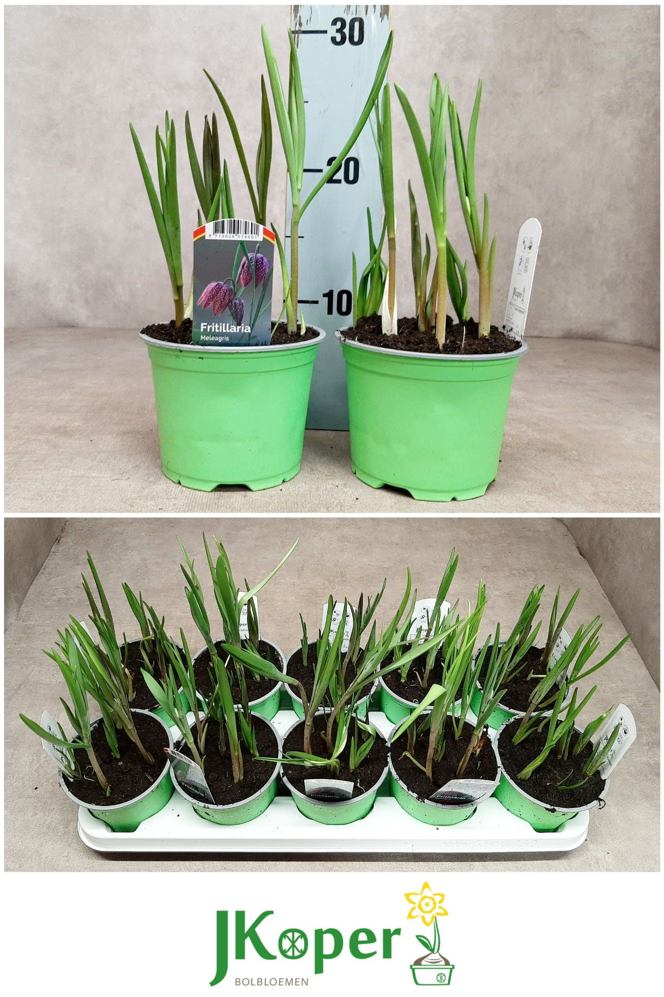 Fritillaria Meleagris 12 cm, D 12