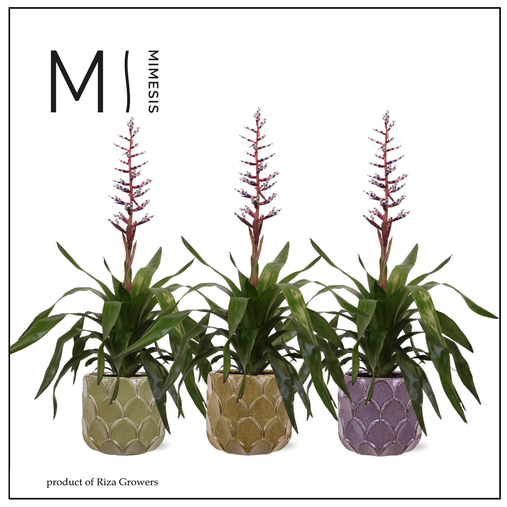 Aechmea Blue Rain - 12cm in Rica | Mimesis, D 12