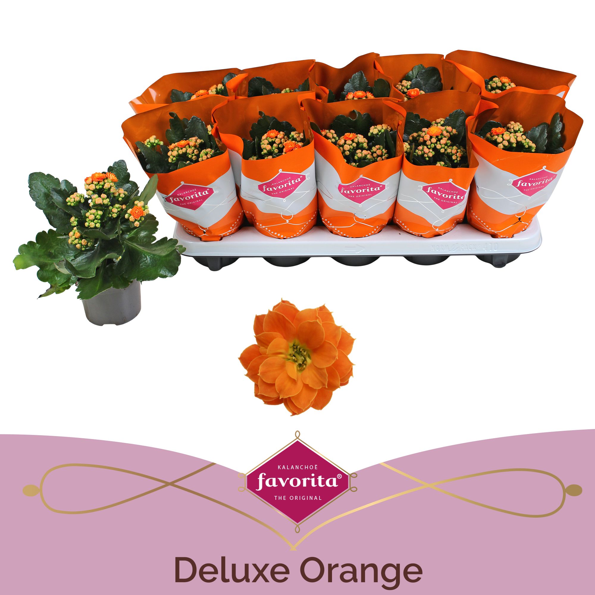Kalanchoe Double Deluxe Orange stadium 1, D 10,5