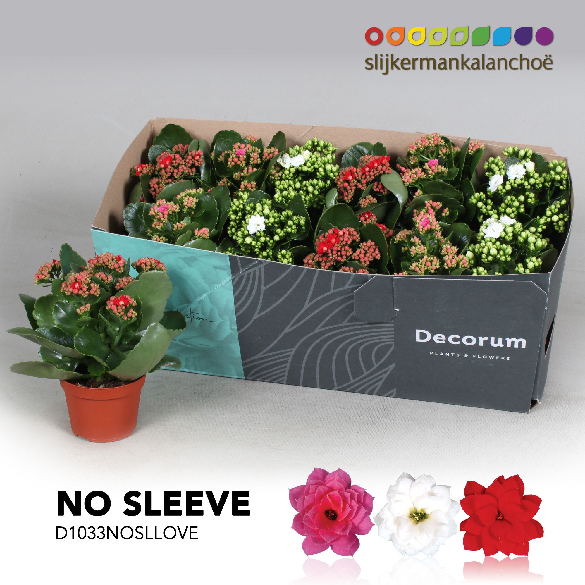 Kalanchoe No Sleeve - LOVE mix, D 10,5