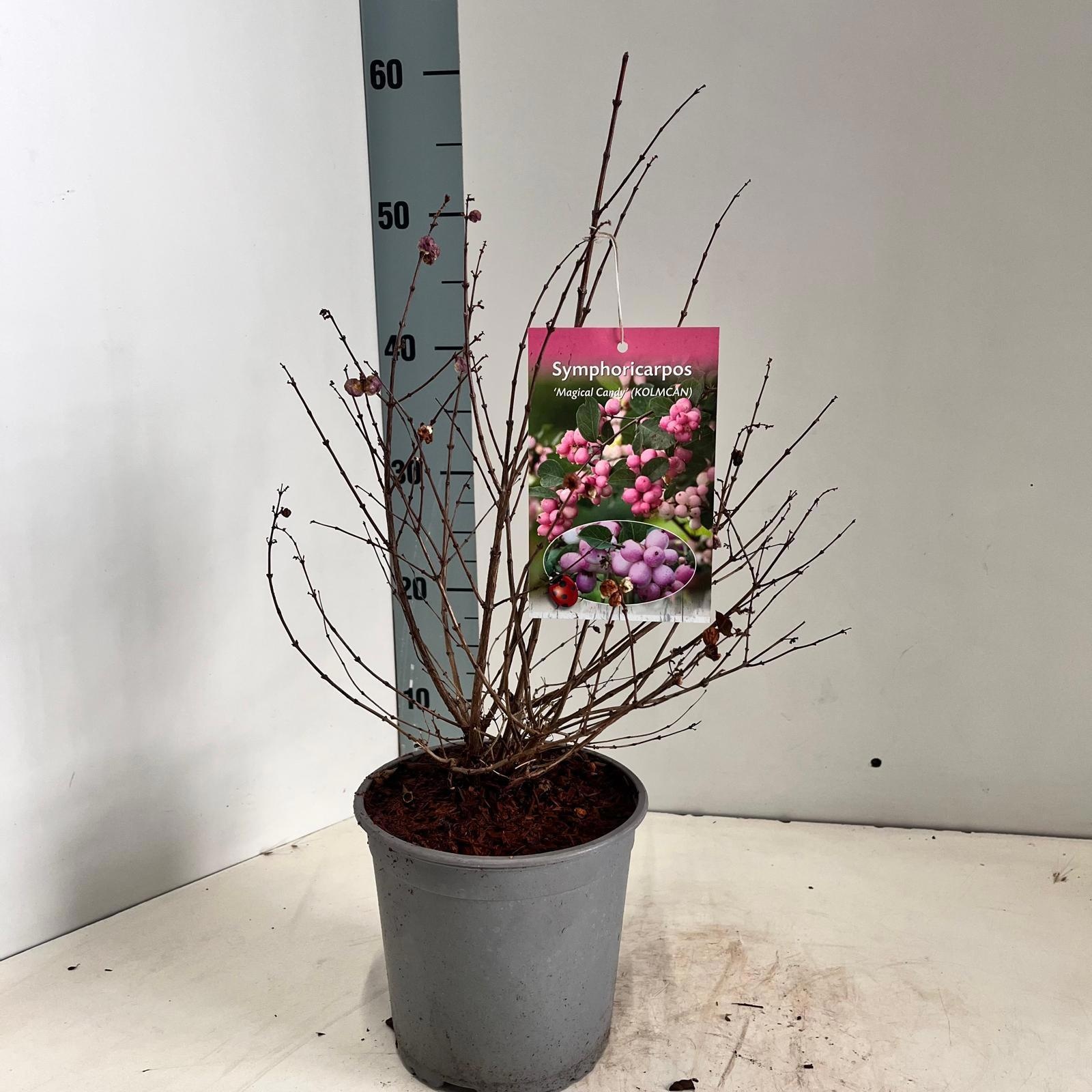 Symphoricarpos 'Magical Candy®', D 17