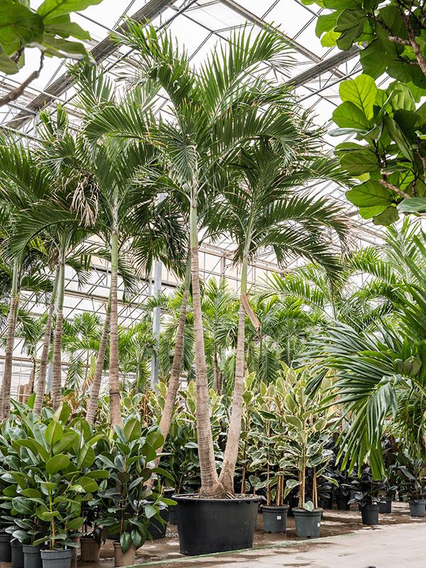 Veitchia (Adonidia) merrillii (600-650), D 96