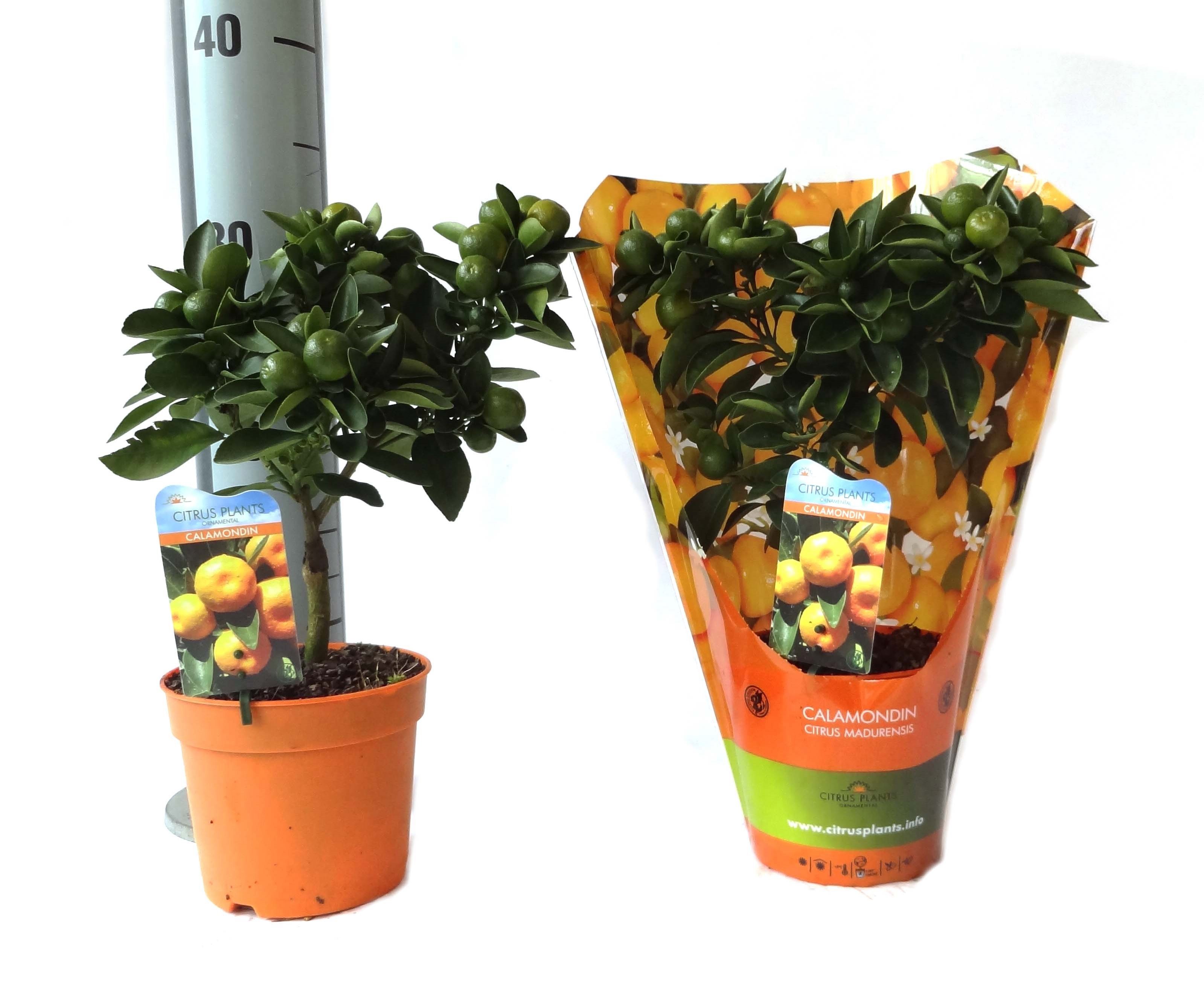 Citrus Calamondin mini-stem carry-bag, D 12